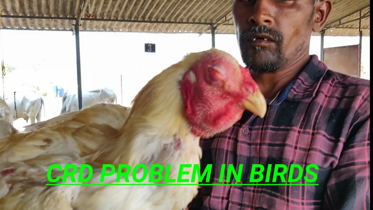 CRD PROBLEM IN POULTRY  కోడి గురకకు పరిష్కారం