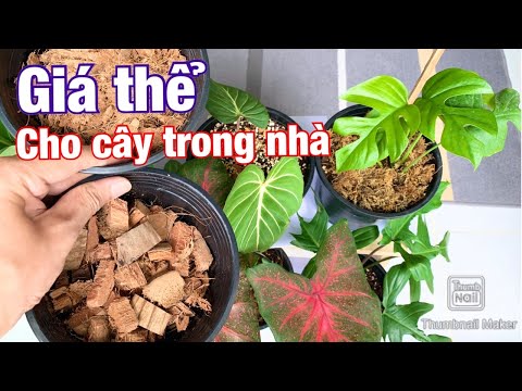 Video: Trụ Trồng Cây Trong Nhà: Cách Sử Dụng Giá Đỡ Trồng Cây Trong Nhà Hiệu Quả