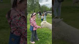 Я Кормила Альпаку