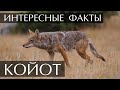 Интересные факты о Койотах