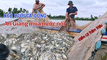 Kéo Lưới Cá Đồng An Giang Trúng Lớn Cá Đồng Kiếm Tiền Triệu Mùa Nước Nổi | Huyền Anh TV