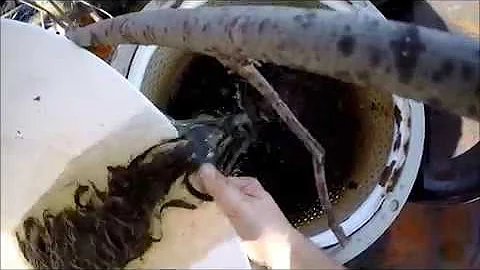 Checking Minnow Traps and what bait to use..Dace Minnows-Mudd Minnows