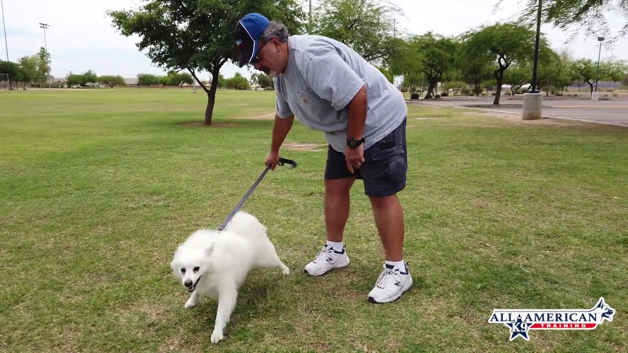 Nico I 3 Yr Old American Eskimo I Before After I Aggression I Board nico-i-3-yr-old-american-eskimo-i-before-after-i-aggression-i-board