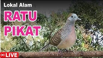 Perkutut BETINA memanggil jantan dari alam bebas