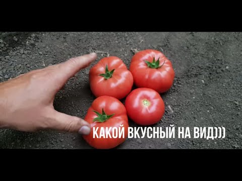 Томат ПАНАМЕРА любит