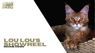 LouLou (Maine Coon) Showreel by Urban Paws Agency and Urban Paws Ireland 50 views 2 months ago 4 minutes, 53 seconds