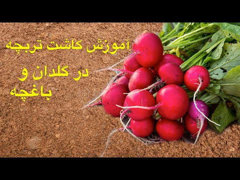 تصویری: نگهداری از باغ سبزیجات و باغ در تابستان خشک