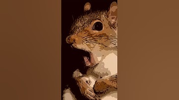 Types of Lug Nuts - So You Know!