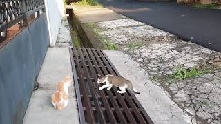 Trio Kucing BDN - Mau kenalan tapi malu malu kucing