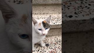 Ya Sinem Nereye Basacağım Şfet