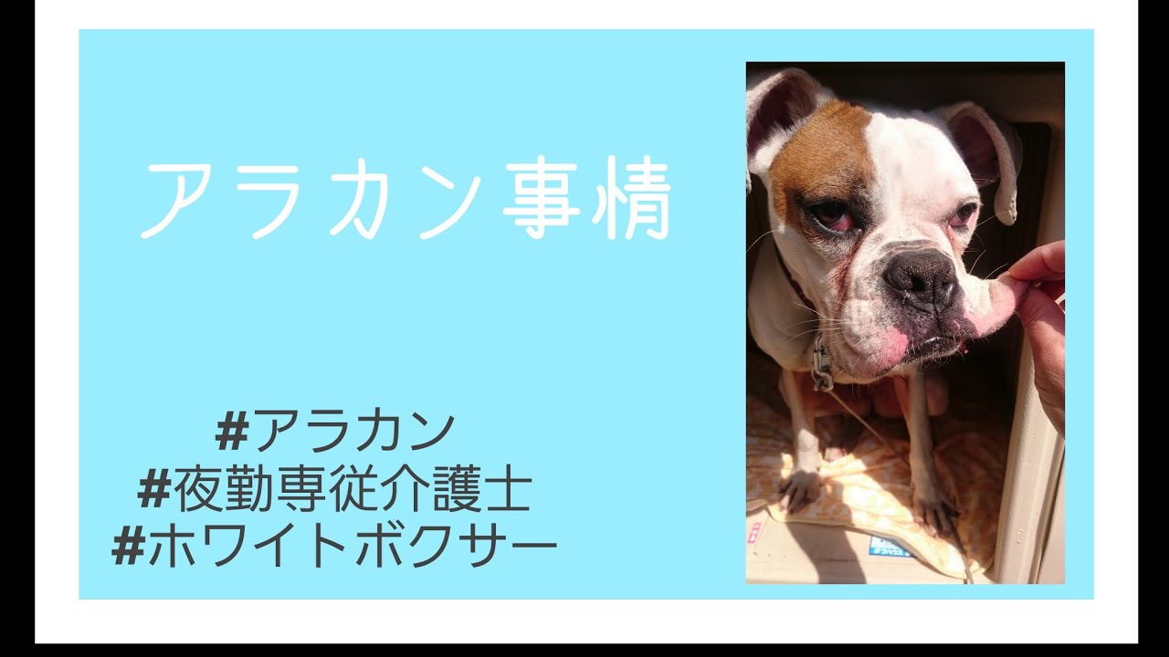 アラカン事情 シャンプーされる女vsミミズ腫れの女 Youtube