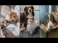 Dog and cat love a collection of the sweetest canine and feline bonds