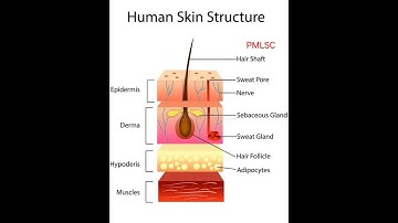 Human Skin Structure  - @PMLoveScienceClasses
