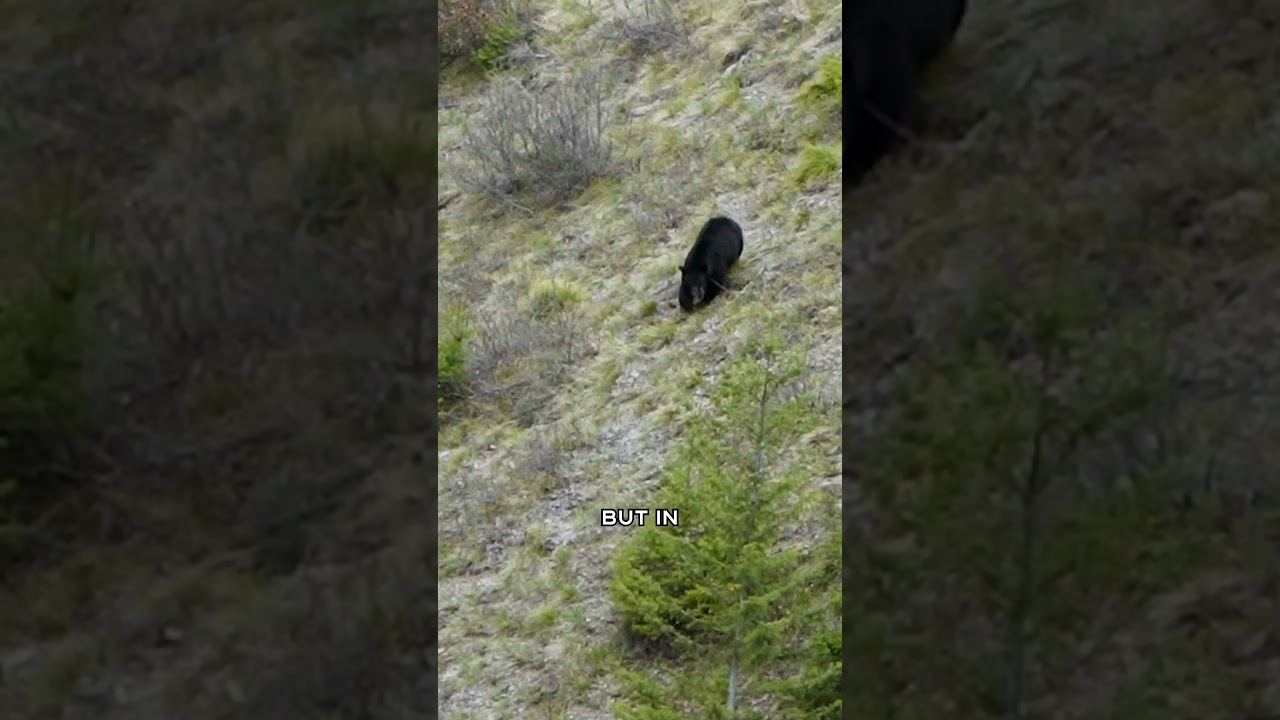A bear ate human remains