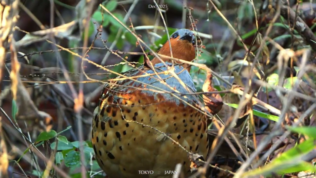 野鳥撮影】コジュケイのもぐもぐタイム 小綬鶏 Chinese bamboo 