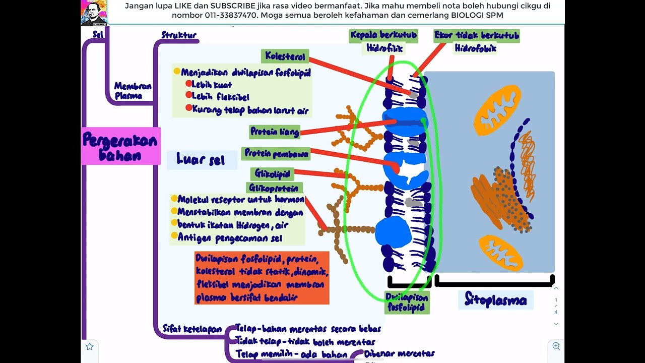 (2022) BIOLOGI KSSM T4- Bab 3 Pergerakan Bahan Merentasi Membran Plasma