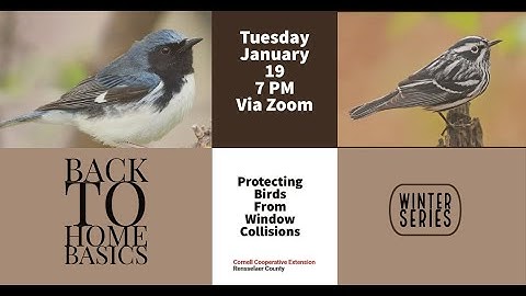 Protecting Birds from Window Collisions, Back To Home Basics Webinar Series