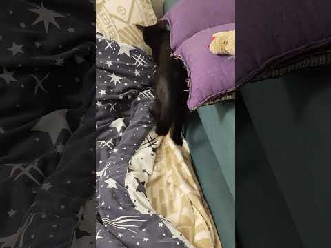 Кошка научпоп. )))