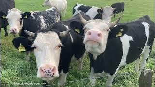 Vacas  🐮 Sonidos de vacas 🐄 Mugidos y Vacas pastando en Hermosos paisajes naturales 🌳