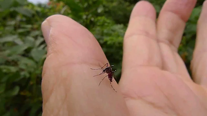 白線斑蚊 Aedes(stegomyia) albopictus (Skuse, 1894 ) - 天天要聞