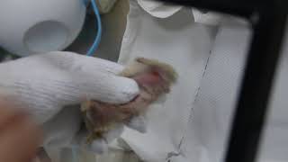 Open wound in a dwarf hamster pt ...