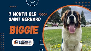 Saint Bernard, 7 m/o, "Biggie" | Amazing St. Bernard Obedience Training Spokane