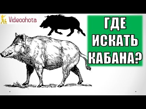 Где искать кабана на охоте? Videoohota