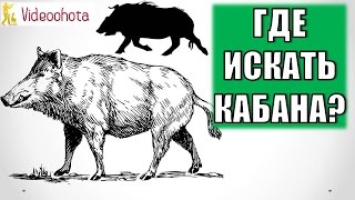 Где искать кабана на охоте? Videoohota