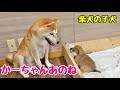 【柴犬 子犬】これから脱走することを得意気に報告する子犬