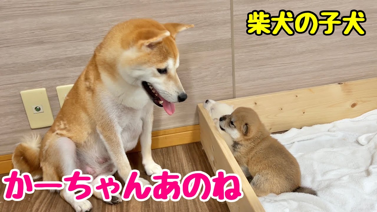 【柴犬 子犬】これから脱走することを得意気に報告する子犬
