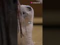 kitty dance #cat #funny #animals #cute #pets #ai #funnypets #kitten