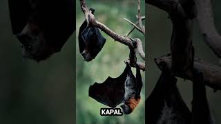 Part 137: Fakta Menarik Tentang Kelelawar #music #remix #facts #fyp #animals