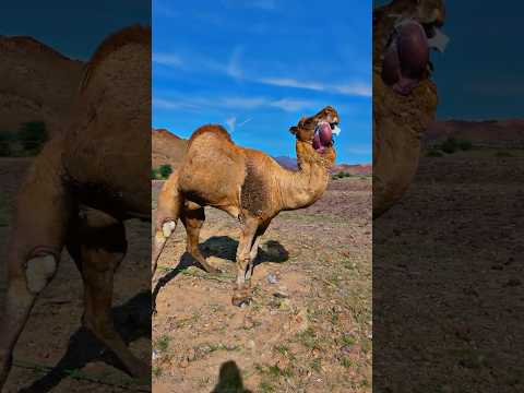 هدارة جمل لهاة فحل هدير جمل بعير