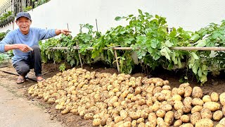 You Can't Ignore This Tip If You Want Potatoes To Give Many Tubers And High Yield