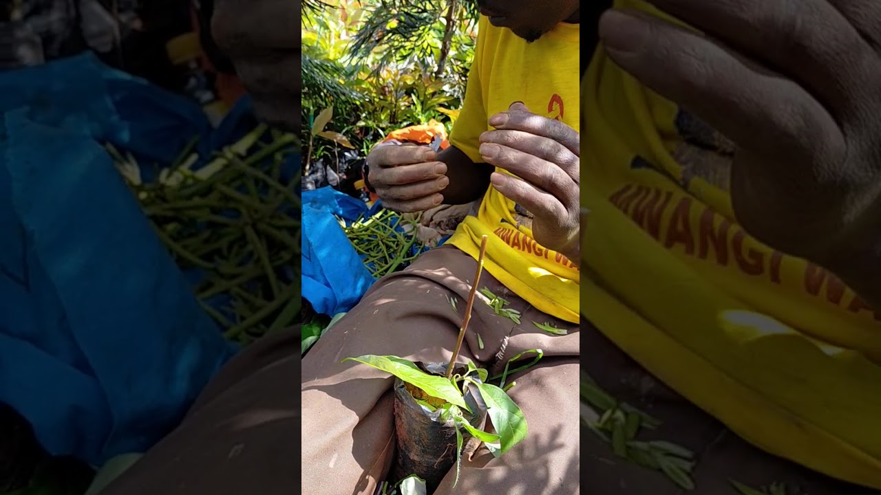 How to graft Hass avocado seedlings for export