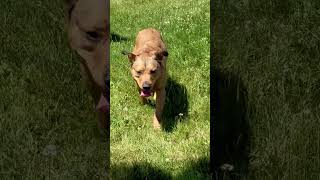 🐕🐶🐕 Available for adoption!  Ogden, Utah.