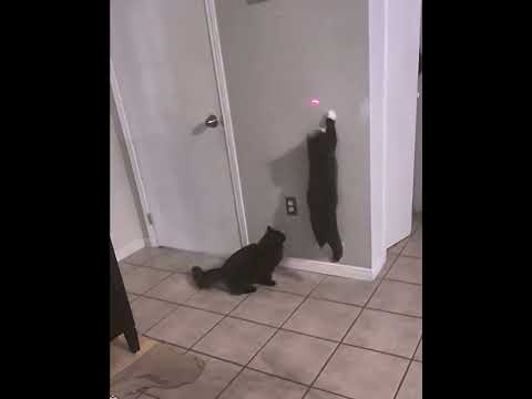 Kittens Playing Vanhalen Lifeisbutadream Cute Cat