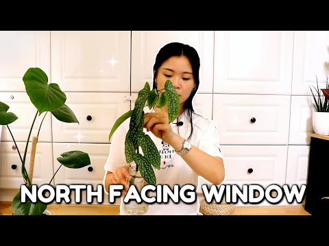 Video: Plants For Northern Windows