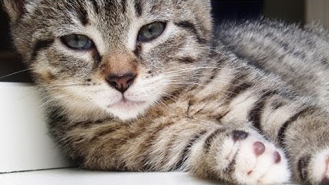 Tutorial Gimp 2.8 - Effetto Orton