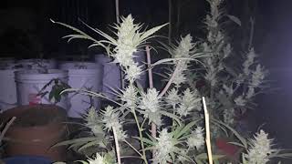 #15 ON TRENDING The Night Before Harvest (marijuana)