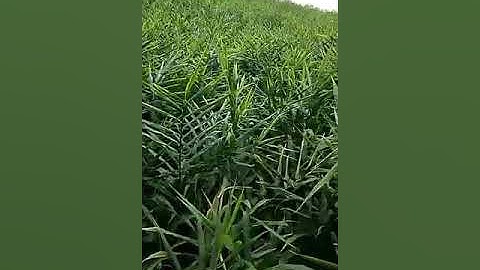 TESTIMONI JAHE - Saribudolok -Simalungun