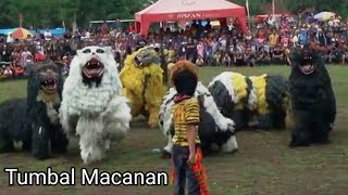 Bujang Ganong Tumbal Can Macanan - Macan Makan Anak Maong Bodas Festival Mengen Bondowoso