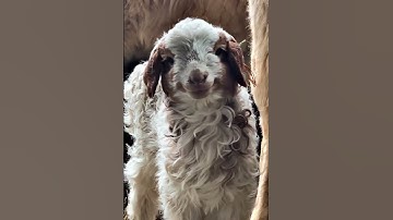 Dumb and cute little lamb #babylamb #babyanimals #animals #littlelamb #babysheep #cute