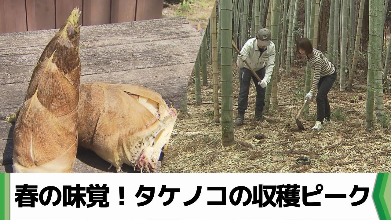 たけのこ 4月27日収穫 10kg 4000円 京たけのこ専門店-筍農家