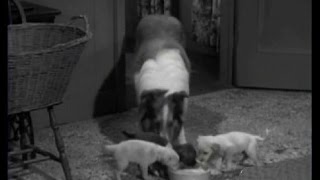 Lassie - Episode #236 - "Apron Strings" - Season 7 Ep. 17 -  01/08/1961