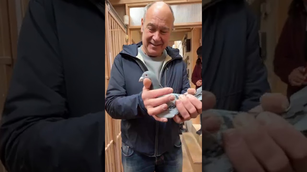 VEENSTRA PIGEON & EPA BREEDING 