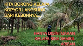 Kebun Kelapa Kopyor Bogor  Cafe Kios Ramah Lansia viral bogor budidaya kelapakopyor