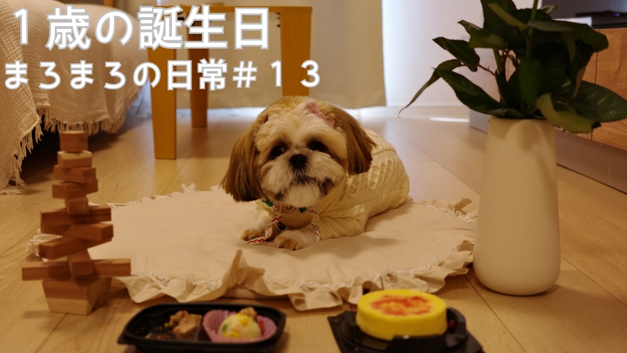 【シーズー】１歳の誕生日_まろまろの日常#13