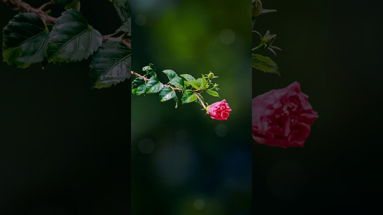 Explore Portrait Lenses for Vivo V50e - What's the Hype?