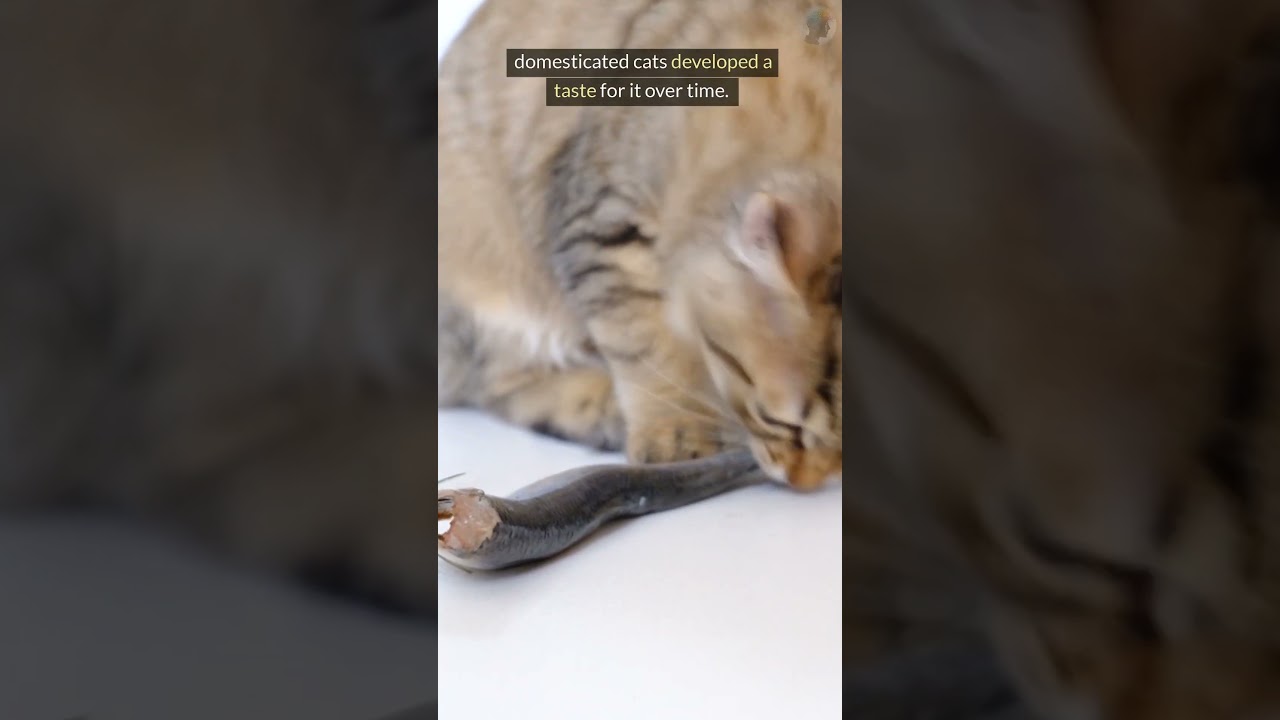 Why Are Cats Obsessed With Fish?